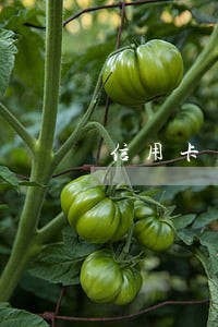 信用卡严重逾期上征信是什么后果 信用卡严重逾期上征信是什么后果
