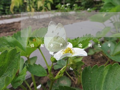 信用卡严重逾期九万