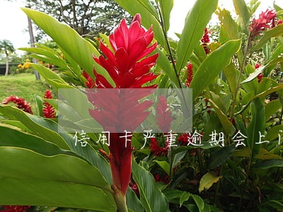 信用卡严重逾期会上门催收吗 信用卡严重逾期会上门催收吗