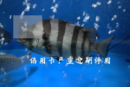 信用卡严重逾期停用
