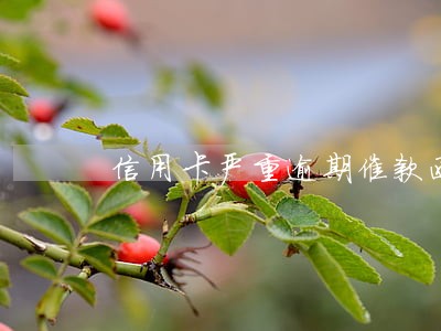 信用卡严重逾期催款函 信用卡严重逾期催款函