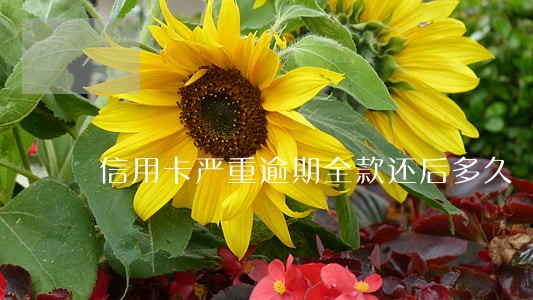 信用卡严重逾期全款还后多久 信用卡严重逾期全款还后多久