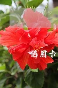 信用卡严重逾期后的法律责任 信用卡严重逾期后的法律责任