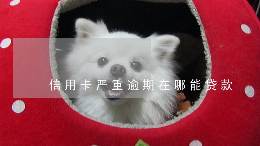 信用卡严重逾期在哪能贷款 信用卡严重逾期在哪能贷款
