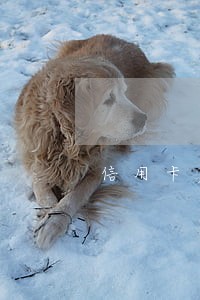信用卡严重逾期已立案