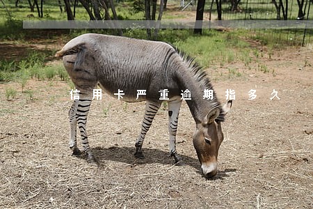 信用卡严重逾期指多久 信用卡严重逾期指多久