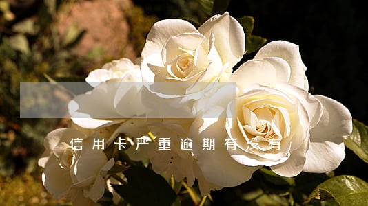 信用卡严重逾期有没有 信用卡严重逾期有没有