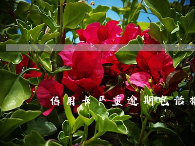 信用卡严重逾期电话接不接 信用卡严重逾期电话接不接