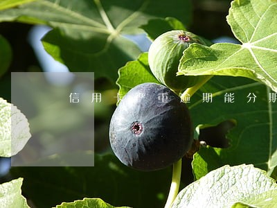 信用卡严重逾期能分期吗 信用卡严重逾期能分期吗