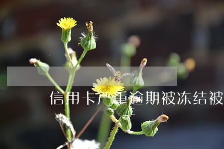 信用卡严重逾期被冻结被起诉 信用卡严重逾期被冻结被起诉