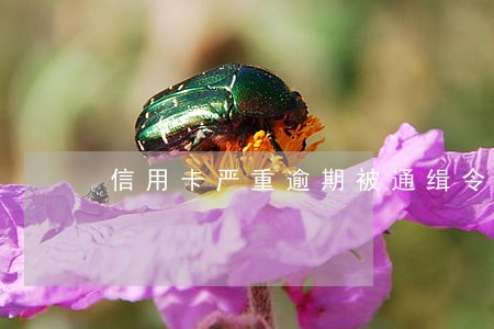 信用卡严重逾期被通缉令 信用卡严重逾期被通缉令