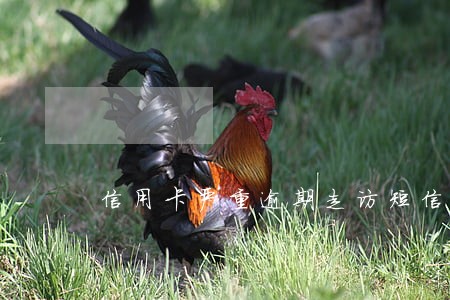 信用卡严重逾期走访短信 信用卡严重逾期走访短信