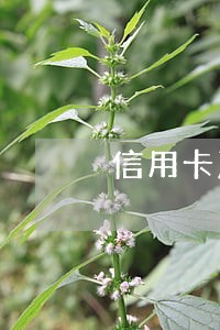 信用卡严重逾期还了还能再用不