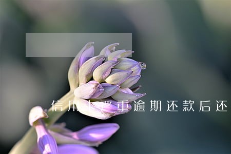 信用卡严重逾期还款后还收年费吗 信用卡严重逾期还款后还收年费吗