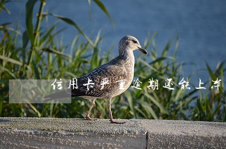 信用卡严重逾期还能上岸 信用卡严重逾期还能上岸