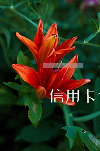 信用卡个人客服私发短信逾期 信用卡个人客服私发短信逾期