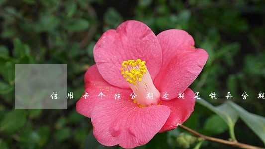 信用卡个性分期逾期还能再分期么 信用卡个性分期逾期还能再分期么