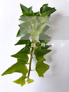 信用卡中级卡逾期是什么意思 信用卡中级卡逾期是什么意思