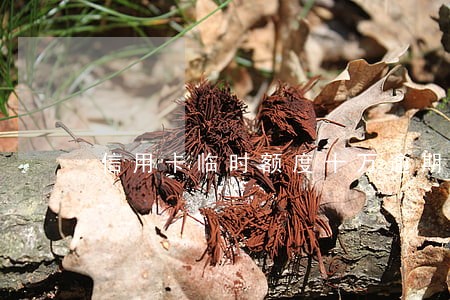 信用卡临时额度十万逾期不还 信用卡临时额度十万逾期不还