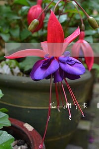 信用卡临时额度逾期怎么还款吗 信用卡临时额度逾期怎么还款吗