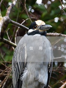 信用卡主卡和副卡一起逾期 信用卡主卡和副卡一起逾期