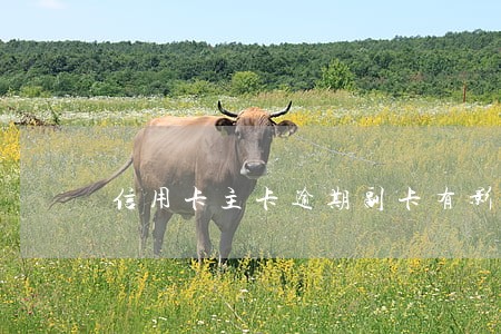 信用卡主卡逾期副卡有影响吗 信用卡主卡逾期副卡有影响吗