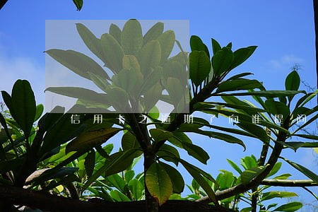 信用卡之逾期了向谁提问求助 信用卡之逾期了向谁提问求助