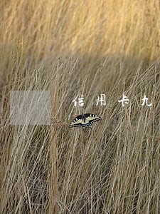 信用卡九个月处于逾期状态