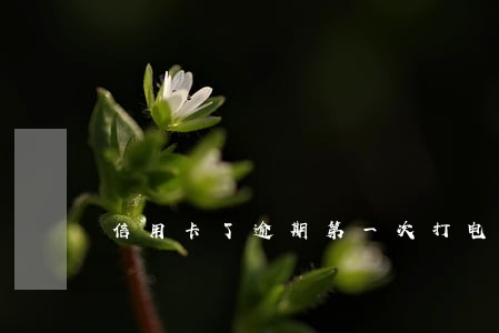 信用卡了逾期第一次打电话 信用卡了逾期第一次打电话