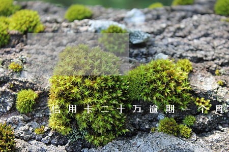 信用卡二十万逾期一个月 信用卡二十万逾期一个月