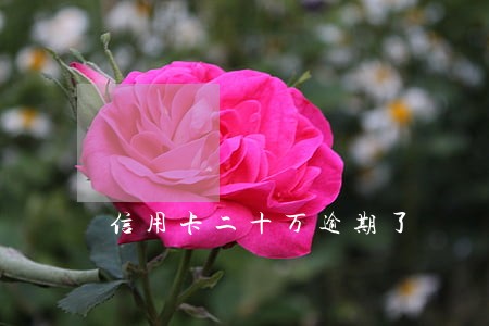 信用卡二十万逾期了
