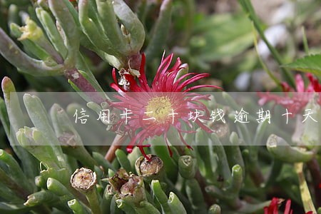 信用卡二十块钱逾期十天