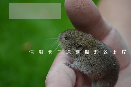 信用卡二次逾期怎么上岸