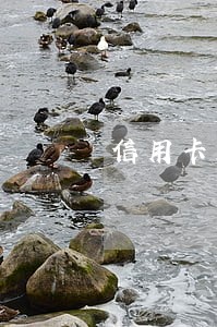信用卡五万以内逾期怎么办 信用卡五万以内逾期怎么办