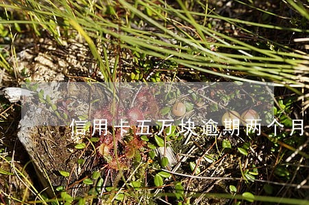 信用卡五万块逾期两个月 信用卡五万块逾期两个月