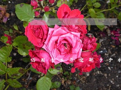 信用卡五万逾期多少利息 信用卡五万逾期多少利息