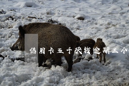 信用卡五千块钱逾期三个月 信用卡五千块钱逾期三个月