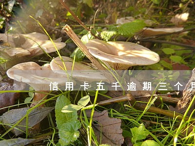 信用卡五千逾期三个月多少钱