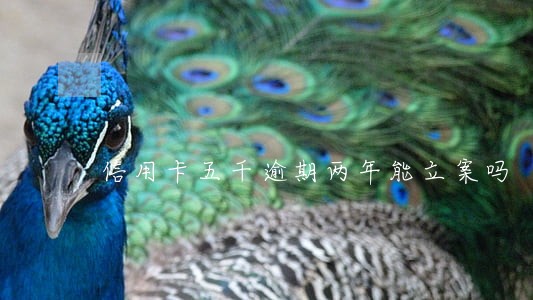 信用卡五千逾期两年能立案吗 信用卡五千逾期两年能立案吗