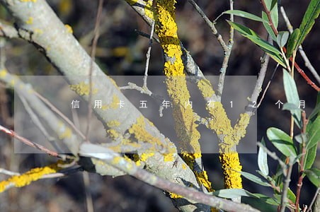 信用卡五年内有12个月的逾期吗