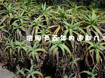 信用卡五年内逾期几次影响贷款 信用卡五年内逾期几次影响贷款