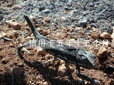 信用卡五年十五个月逾期 信用卡五年十五个月逾期