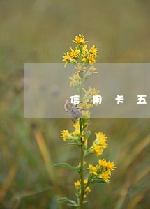 信用卡五年有三个处于逾期