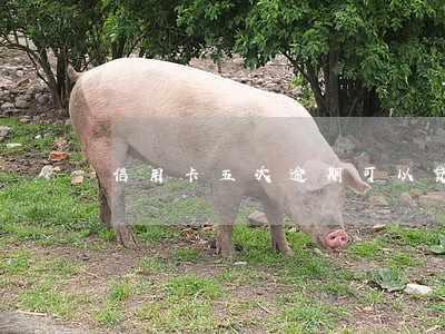 信用卡五次逾期可以贷款吗 信用卡五次逾期可以贷款吗