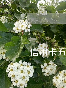 信用卡五点后还款属于逾期吗 信用卡五点后还款属于逾期吗