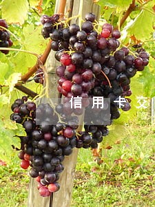 信用卡交了最低还款算不算逾期 信用卡交了最低还款算不算逾期