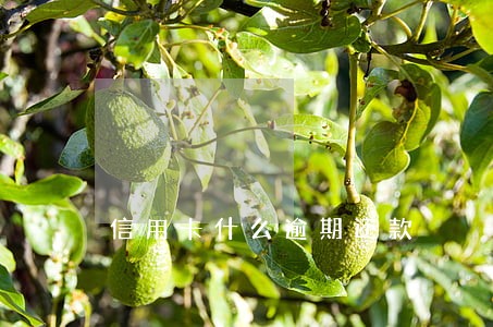 信用卡什么逾期还款
