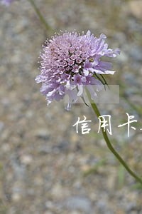 信用卡从来没逾期过会被降额吗 信用卡从来没逾期过会被降额吗