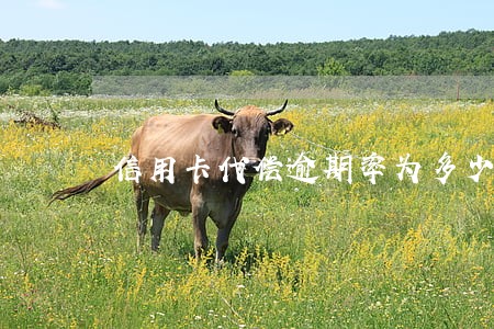 信用卡代偿逾期率为多少 信用卡代偿逾期率为多少