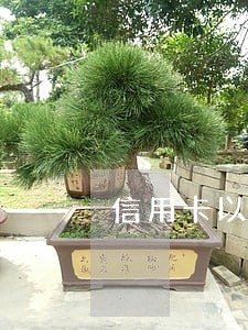 信用卡以及网贷逾期
